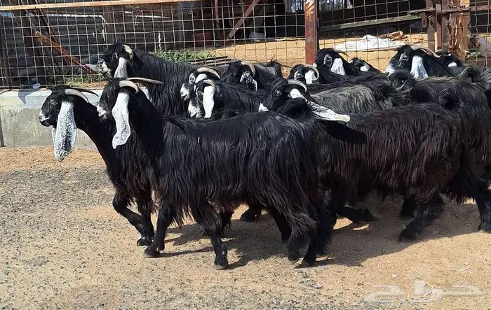 مراح معزا عوارض صنف العدد 13 با الفحل دفيع للقناي 10