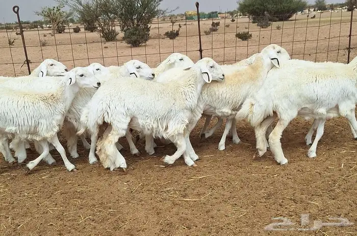 رخال حريات جذعات درجه اولي شرط الدفيع علي السونار العدد 13 27