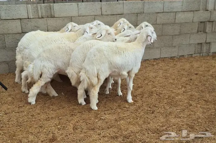 رخال حريات جذعات درجه اولي شرط الدفيع علي السونار العدد 13 7