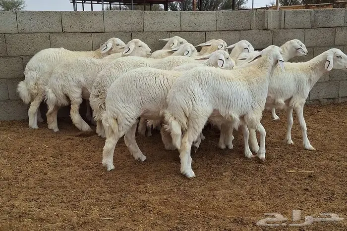 رخال حريات جذعات درجه اولي شرط الدفيع علي السونار العدد 13 6