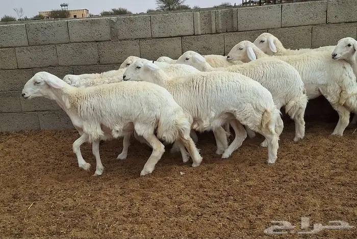 رخال حريات جذعات درجه اولي شرط الدفيع علي السونار العدد 13 17