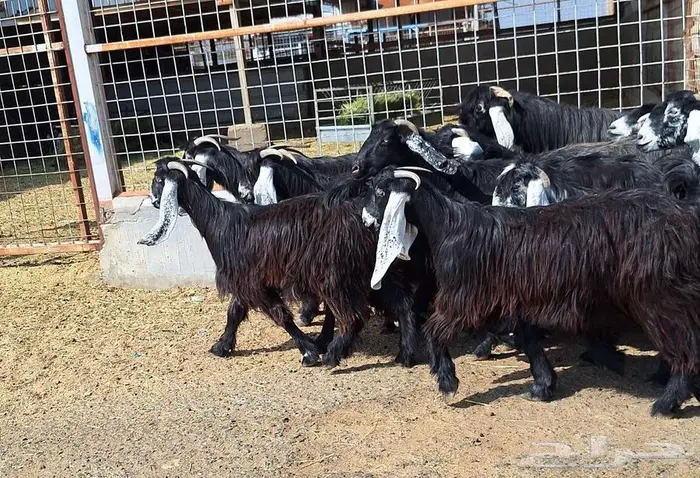 مراح معزا عوارض صنف العدد 13 با الفحل دفيع للقناي 17