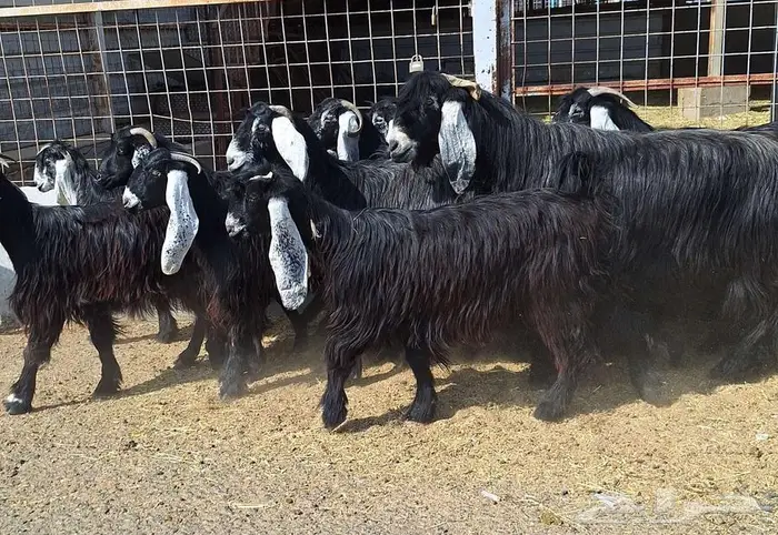 مراح معزا عوارض صنف العدد 13 با الفحل دفيع للقناي 6