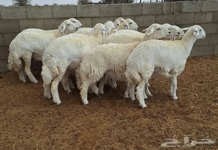 رخال حريات جذعات درجه اولي شرط الدفيع علي السونار العدد 13 19