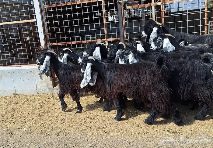 مراح معزا عوارض صنف العدد 13 با الفحل دفيع للقناي 18