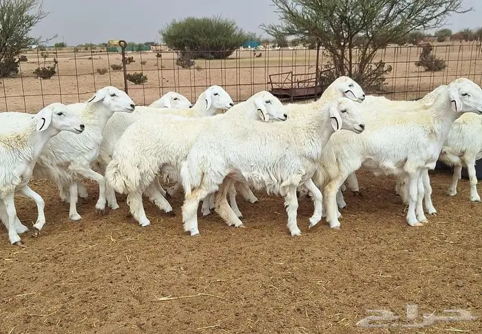 رخال حريات جذعات درجه اولي شرط الدفيع علي السونار العدد 13 13