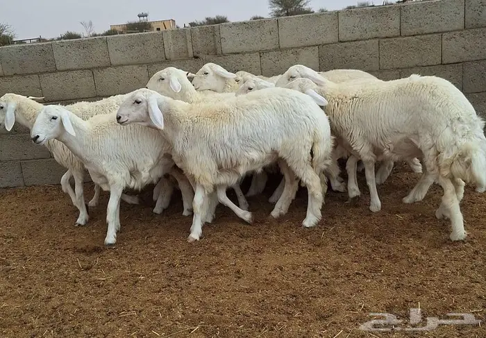 رخال حريات جذعات درجه اولي شرط الدفيع علي السونار العدد 13 5