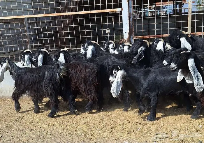 مراح معزا عوارض صنف العدد 13 با الفحل دفيع للقناي 14