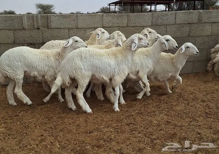 رخال حريات جذعات درجه اولي شرط الدفيع علي السونار العدد 13 18