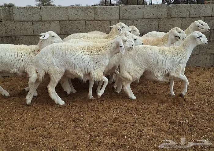 رخال حريات جذعات درجه اولي شرط الدفيع علي السونار العدد 13 20