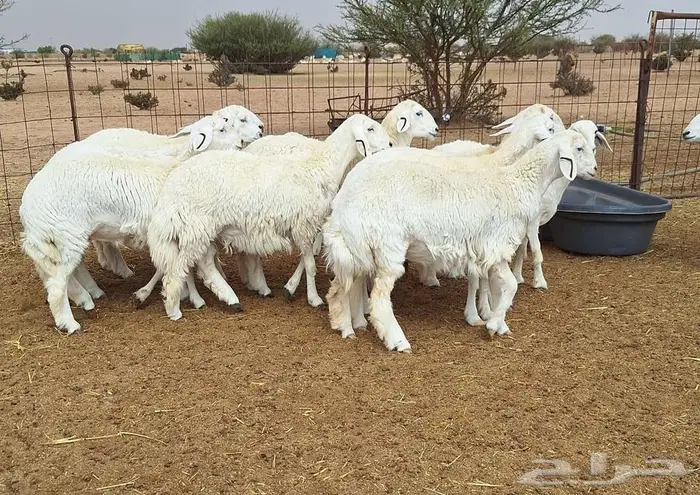 رخال حريات جذعات درجه اولي شرط الدفيع علي السونار العدد 13 16