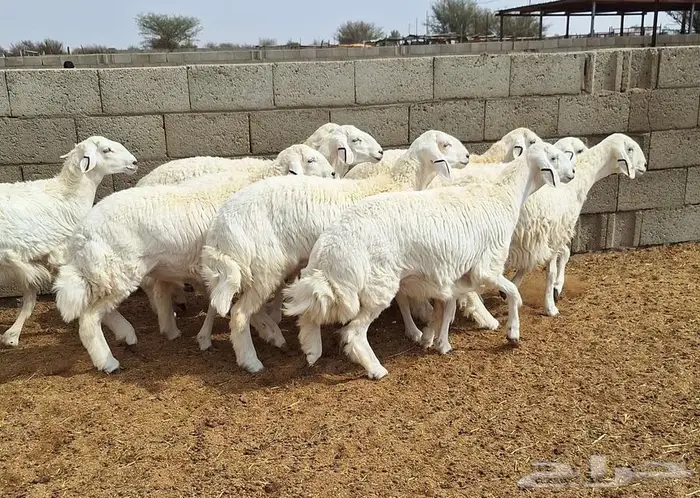 رخال حريات جذعات درجه اولي شرط الدفيع علي السونار العدد 13 22