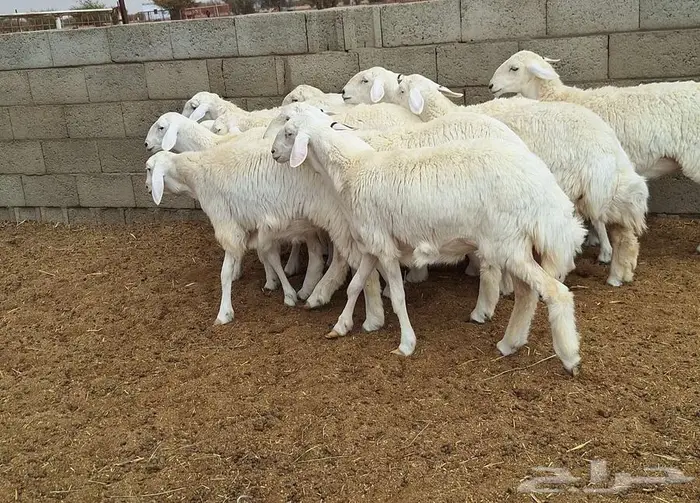 رخال حريات جذعات درجه اولي شرط الدفيع علي السونار العدد 13 3