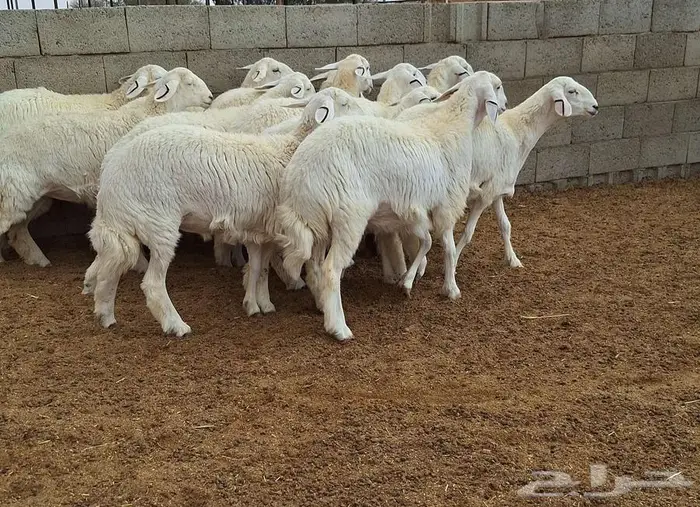 رخال حريات جذعات درجه اولي شرط الدفيع علي السونار العدد 13 15