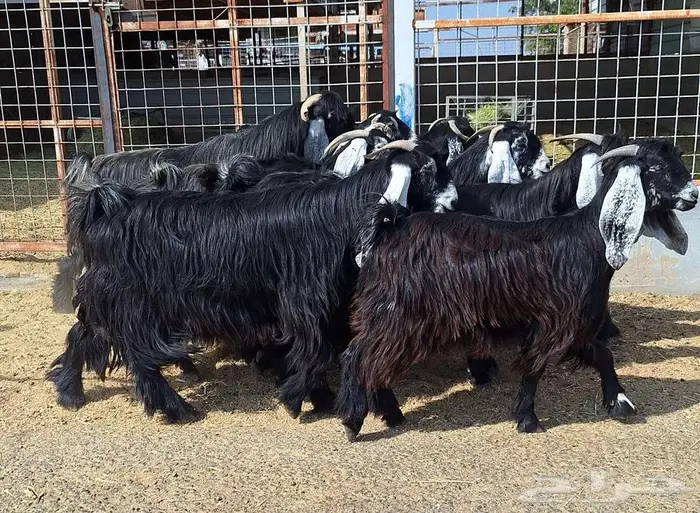 مراح معزا عوارض صنف العدد 13 با الفحل دفيع للقناي 3