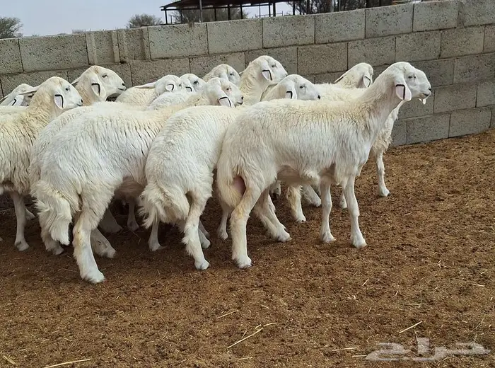 رخال حريات جذعات درجه اولي شرط الدفيع علي السونار العدد 13 25