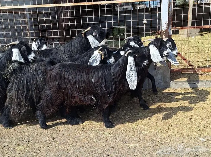 مراح معزا عوارض صنف العدد 13 با الفحل دفيع للقناي 12