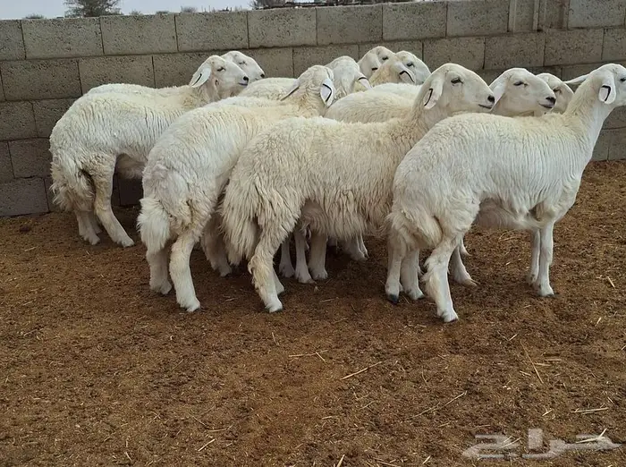 رخال حريات جذعات درجه اولي شرط الدفيع علي السونار العدد 13 8