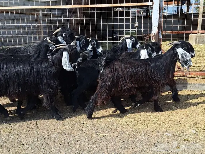 مراح معزا عوارض صنف العدد 13 با الفحل دفيع للقناي 16