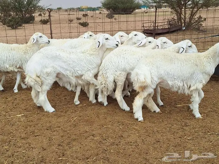 رخال حريات جذعات درجه اولي شرط الدفيع علي السونار العدد 13 10