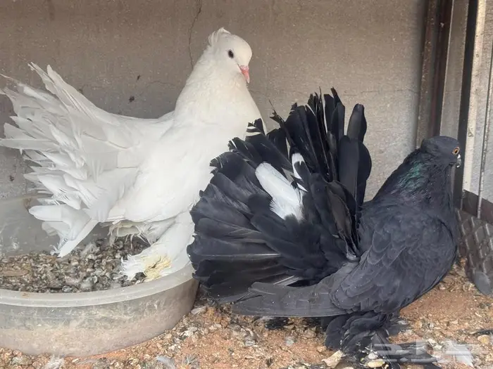 زوج رقاص توه مكمل 3