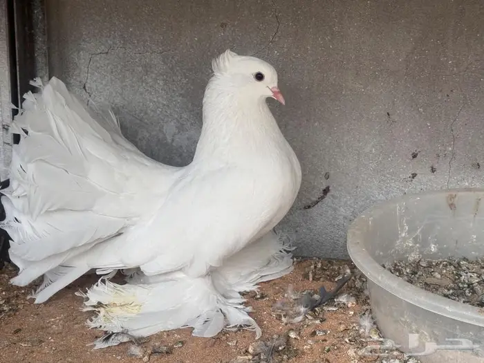 زوج رقاص توه مكمل 0