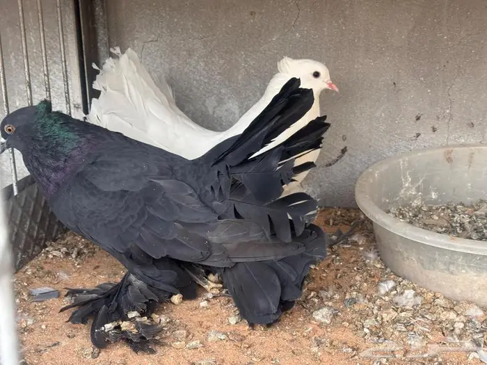 زوج رقاص توه مكمل 2