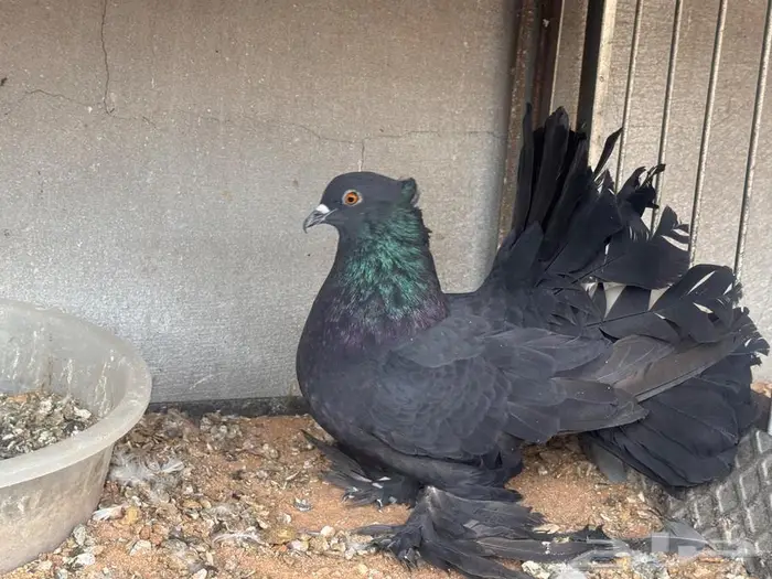 زوج رقاص توه مكمل 1