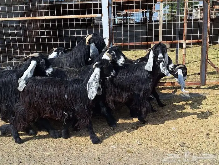 مراح معزا عوارض صنف العدد 13 با الفحل دفيع للقناي 1