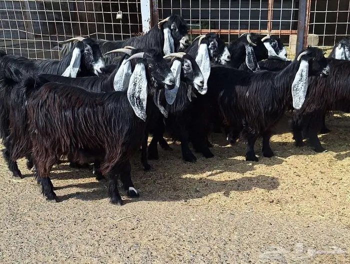 مراح معزا عوارض صنف العدد 13 با الفحل دفيع للقناي 7