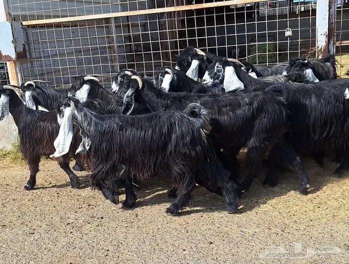 مراح معزا عوارض صنف العدد 13 با الفحل دفيع للقناي 19