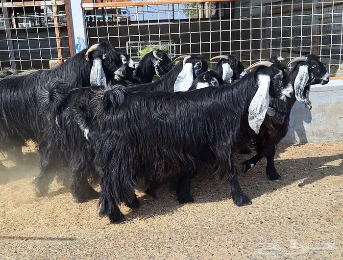 مراح معزا عوارض صنف العدد 13 با الفحل دفيع للقناي 20