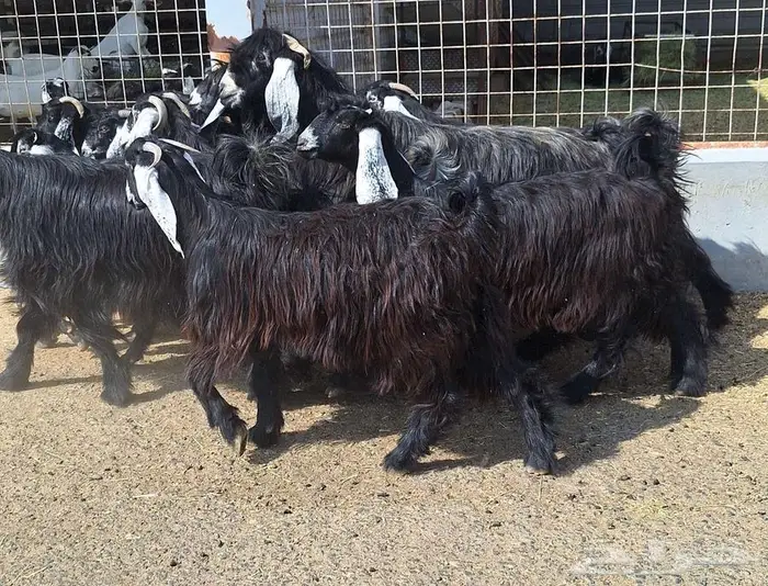 مراح معزا عوارض صنف العدد 13 با الفحل دفيع للقناي 8