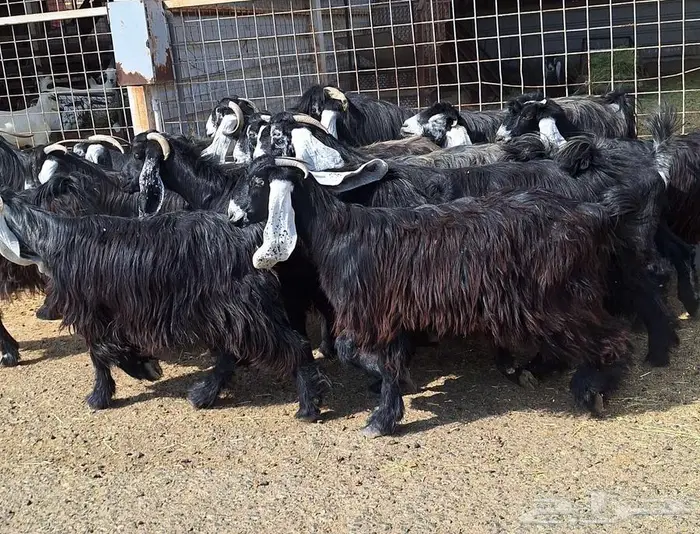 مراح معزا عوارض صنف العدد 13 با الفحل دفيع للقناي 5