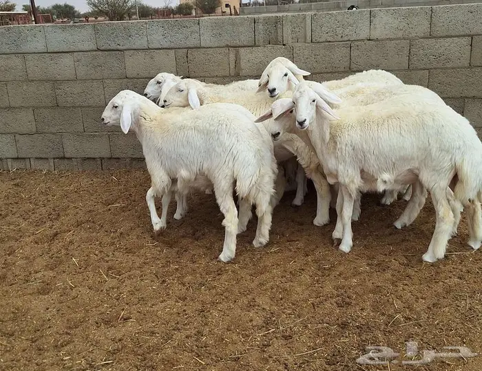 رخال حريات جذعات درجه اولي شرط الدفيع علي السونار العدد 13 11