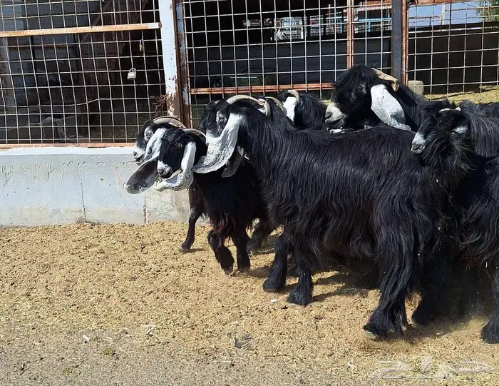 مراح معزا عوارض صنف العدد 13 با الفحل دفيع للقناي 15