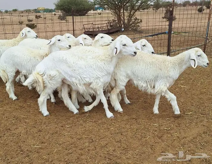 رخال حريات جذعات درجه اولي شرط الدفيع علي السونار العدد 13 9