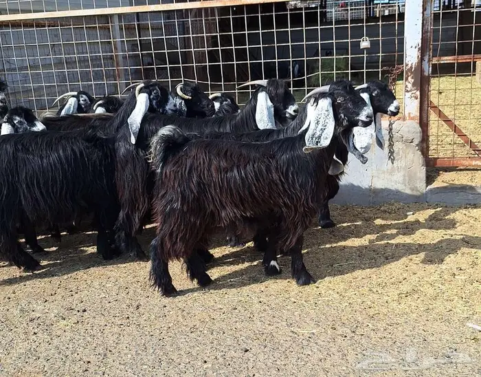 مراح معزا عوارض صنف العدد 13 با الفحل دفيع للقناي 11