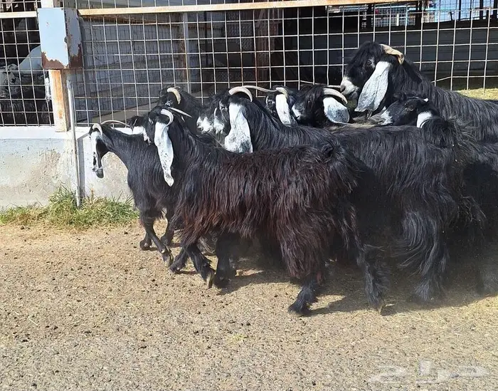 مراح معزا عوارض صنف العدد 13 با الفحل دفيع للقناي 13