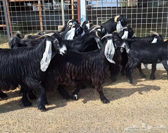 مراح معزا عوارض صنف العدد 13 با الفحل دفيع للقناي 34