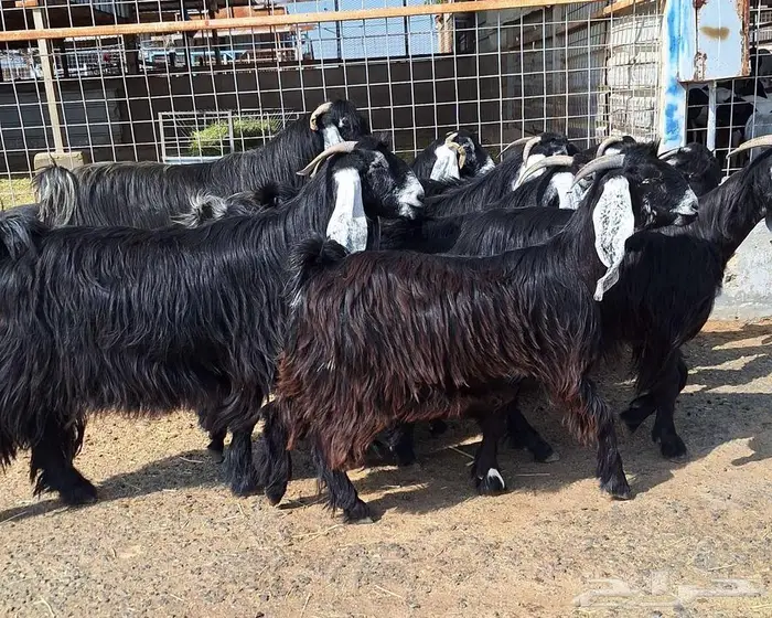 مراح معزا عوارض صنف العدد 13 با الفحل دفيع للقناي 28