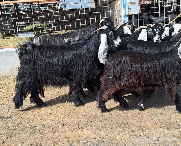 مراح معزا عوارض صنف العدد 13 با الفحل دفيع للقناي 29