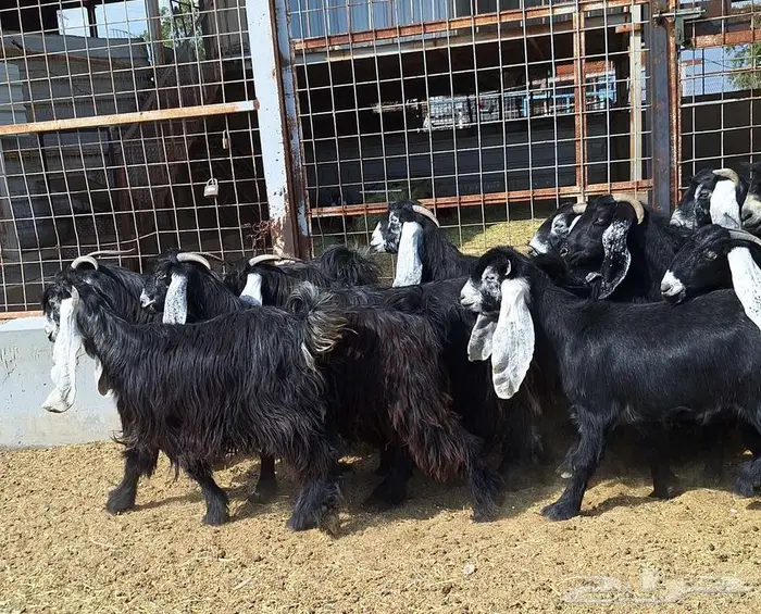 مراح معزا عوارض صنف العدد 13 با الفحل دفيع للقناي 25