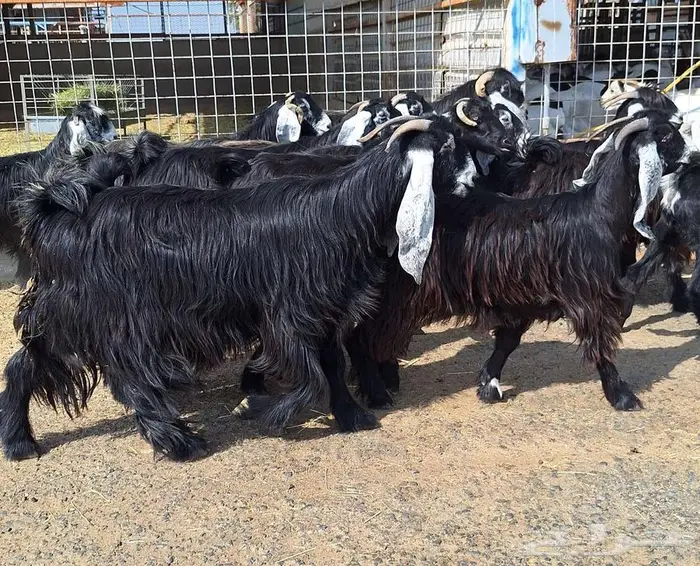 مراح معزا عوارض صنف العدد 13 با الفحل دفيع للقناي 32