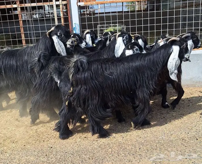 مراح معزا عوارض صنف العدد 13 با الفحل دفيع للقناي 9