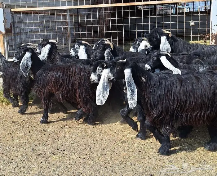 مراح معزا عوارض صنف العدد 13 با الفحل دفيع للقناي 0