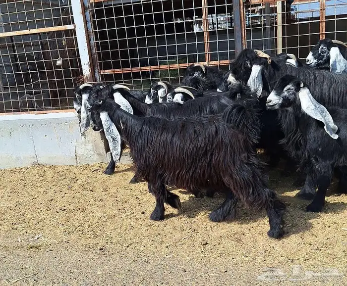 مراح معزا عوارض صنف العدد 13 با الفحل دفيع للقناي 30