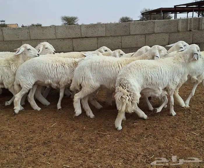 رخال حريات جذعات درجه اولي شرط الدفيع علي السونار العدد 13 21