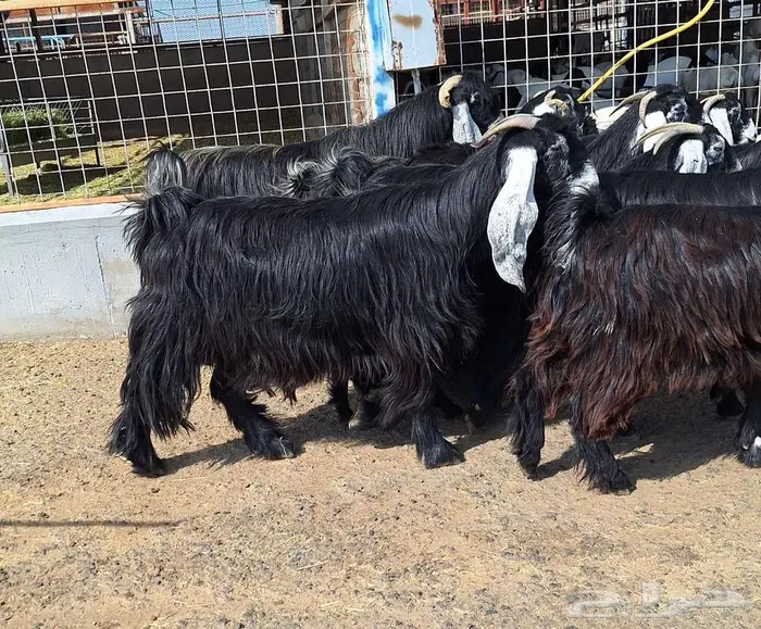 مراح معزا عوارض صنف العدد 13 با الفحل دفيع للقناي 31