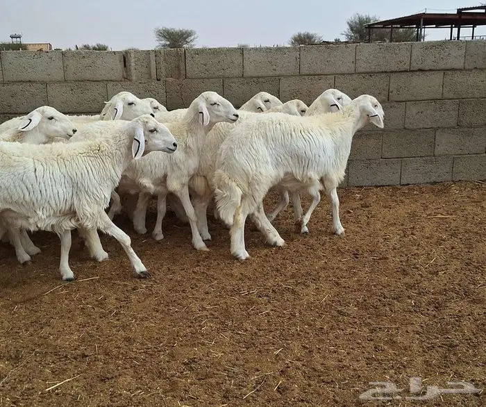 رخال حريات جذعات درجه اولي شرط الدفيع علي السونار العدد 13 14